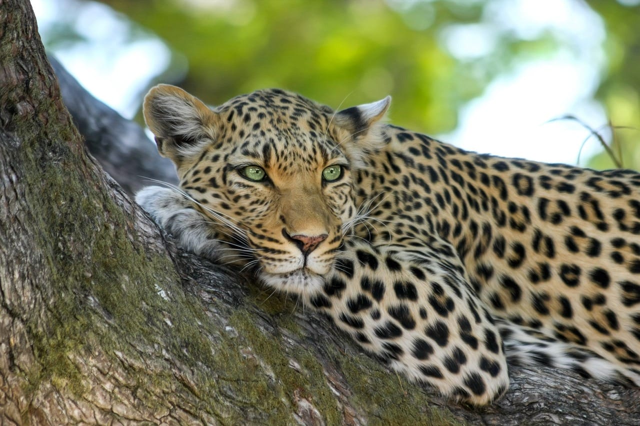 TripBambika Kenya travel experience