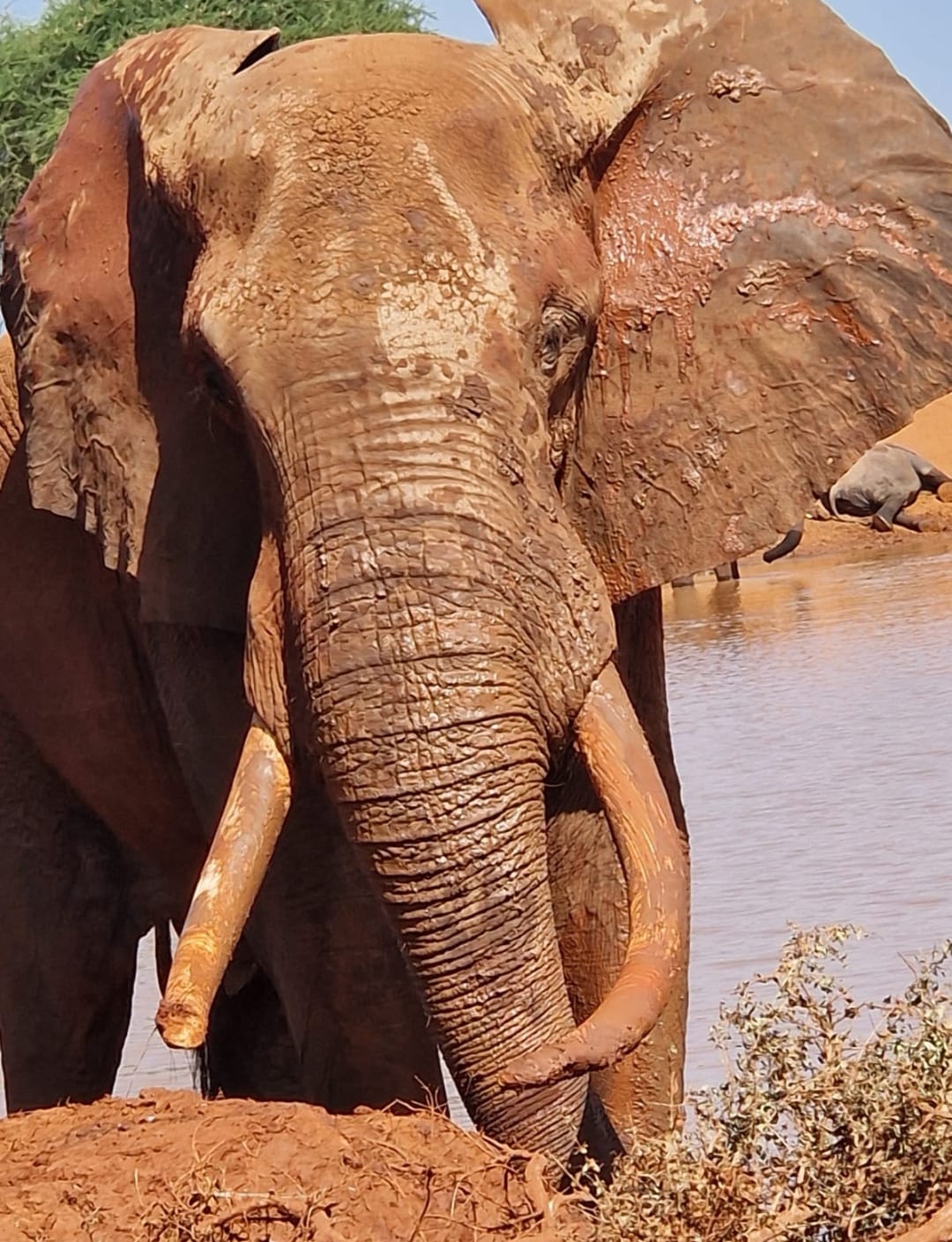 TripBambika Kenya travel experience