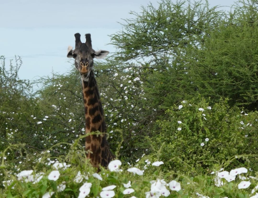 TripBambika Kenya travel experience
